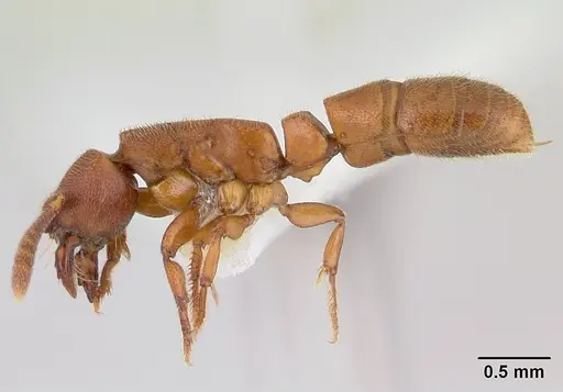 Feroponera ferox specimen CASENT0102994 image casent0102994_3