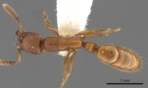 Feroponera ferox specimen CASENT0900369 image casent0900369_1