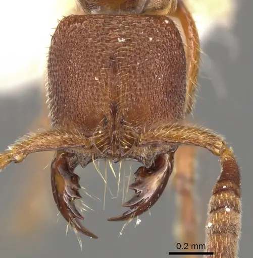 Feroponera ferox specimen CASENT0900369 image casent0900369_2