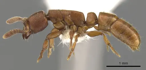 Feroponera ferox specimen CASENT0900369 image casent0900369_3