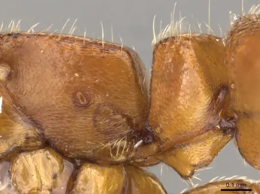 Feroponera ferox specimen CASENT0900369 image casent0900369_4