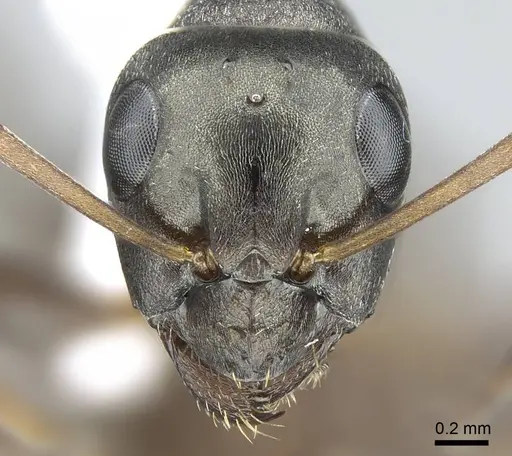 Formica neorufibarbis specimen CASENT0914451 image casent0914451_2