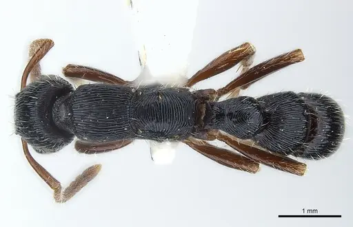 Gnamptogenys alfaroi specimen CASENT0179982 image casent0179982_2
