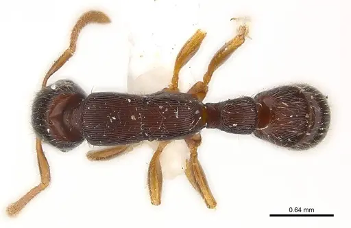 Gnamptogenys boliviensis specimen CASENT0179975 image casent0179975_1