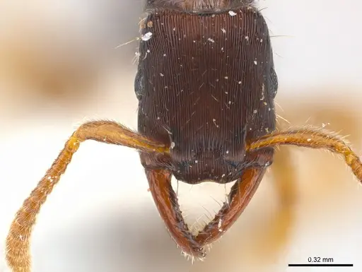 Gnamptogenys boliviensis specimen CASENT0179975 image casent0179975_4