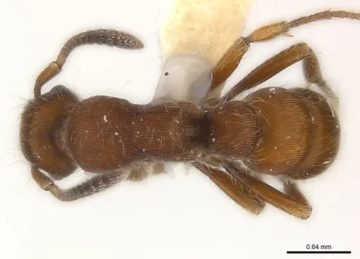 Gnamptogenys hartmani specimen CASENT0179969 image casent0179969_2
