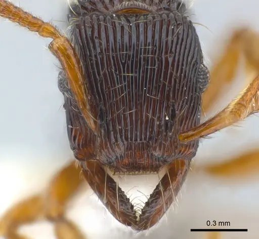 Gnamptogenys horni specimen CASENT0179987 image casent0179987_2