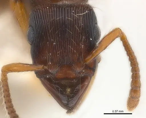 Gnamptogenys regularis specimen CASENT0179948 image casent0179948_4