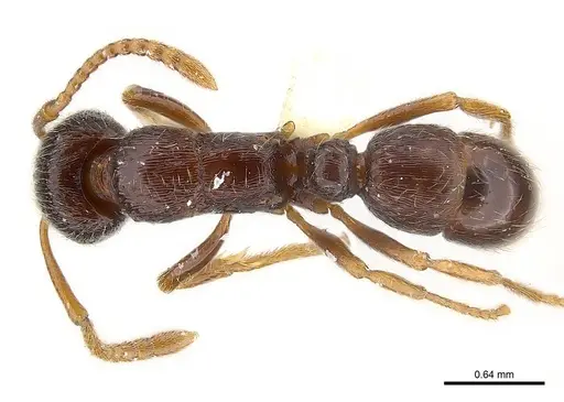 Gnamptogenys rumba specimen CASENT0179954 image casent0179954_1