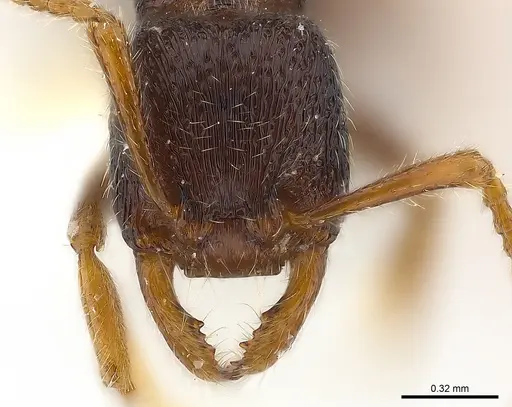 Gnamptogenys rumba specimen CASENT0179954 image casent0179954_4
