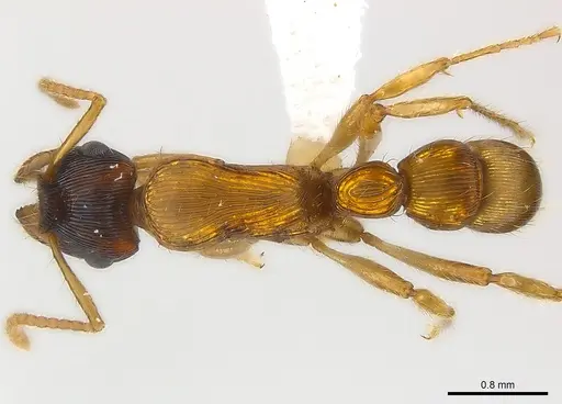 Gnamptogenys sulcata specimen CASENT0179984 image casent0179984_1