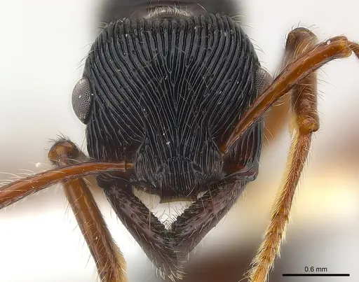 Gnamptogenys tortuolosa specimen CASENT0179986 image casent0179986_2
