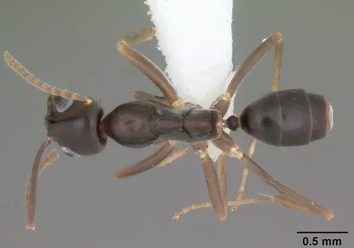 Gracilidris pombero specimen CASENT0010797 image casent0010797_1