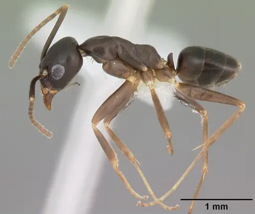 Gracilidris pombero specimen CASENT0010797 image casent0010797_3