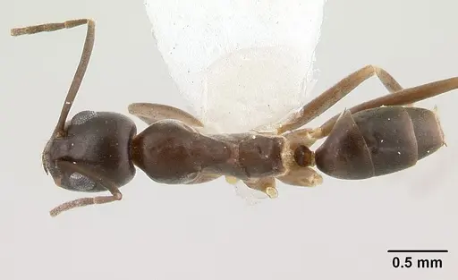Gracilidris pombero specimen CASENT0179539 image casent0179539_1