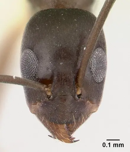 Gracilidris pombero specimen CASENT0179539 image casent0179539_2