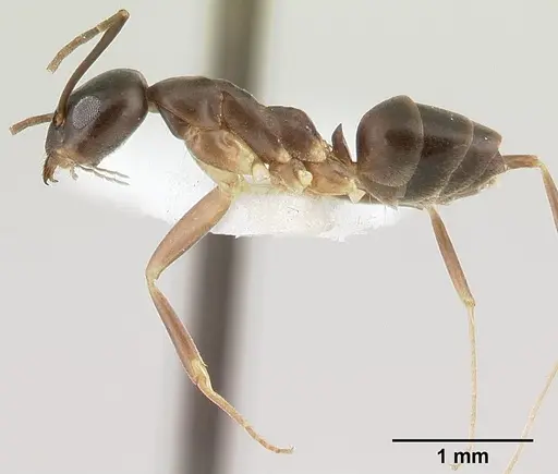 Gracilidris pombero specimen CASENT0179539 image casent0179539_3