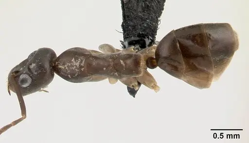Gracilidris pombero specimen CASENT0196148 image casent0196148_1