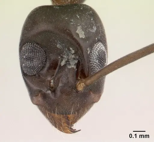 Gracilidris pombero specimen CASENT0196148 image casent0196148_2