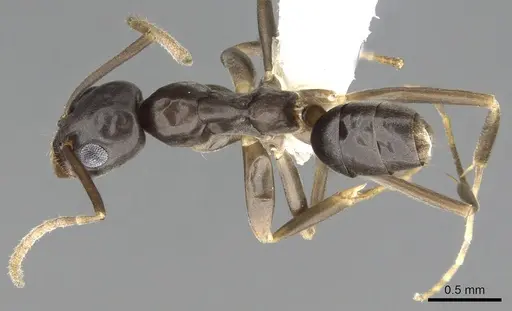 Gracilidris pombero specimen CASENT0902998 image casent0902998_1