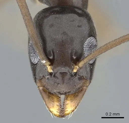Gracilidris pombero specimen CASENT0902998 image casent0902998_2
