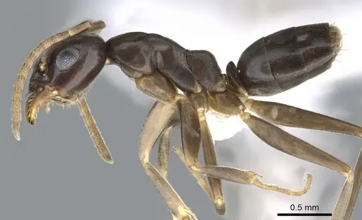 Gracilidris pombero specimen CASENT0902998 image casent0902998_3