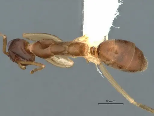 Gracilidris pombero specimen DZUP553709 image dzup553709_1