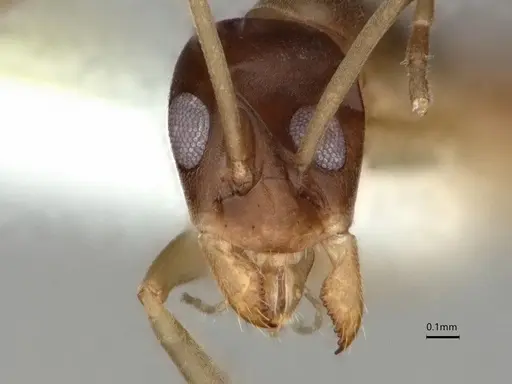 Gracilidris pombero specimen DZUP553709 image dzup553709_2
