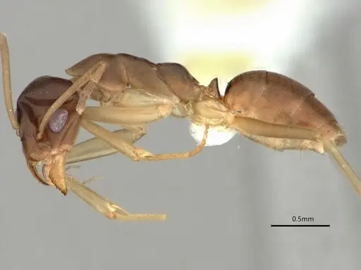 Gracilidris pombero specimen DZUP553709 image dzup553709_3