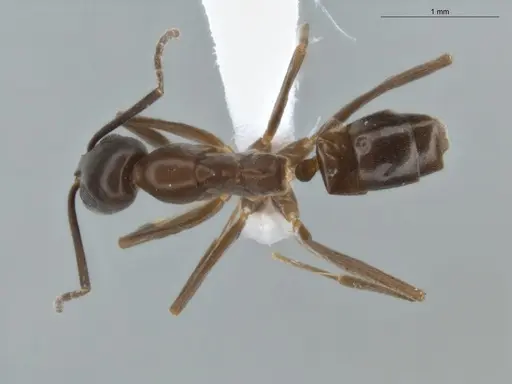 Gracilidris pombero specimen ECOFOG-OI17-0183-05 image ecofog-oi17-0183-05_1