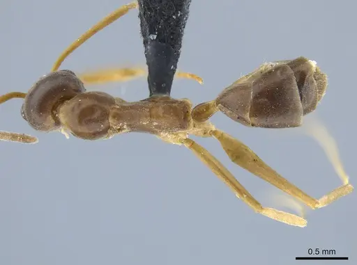 Gracilidris pombero specimen UFV-LABECOL-006118 image ufv-labecol-006118_1