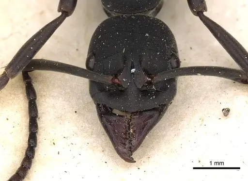 Hagensia havilandi specimen CASENT0900676 image casent0900676_2