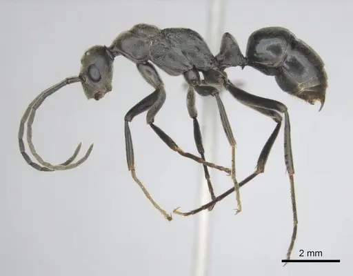 Hagensia peringueyi specimen CASENT0256550 image casent0256550_4