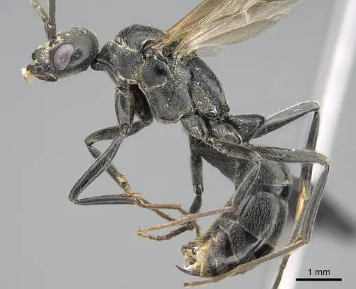 Hagensia peringueyi specimen CASENT0822223 image casent0822223_3