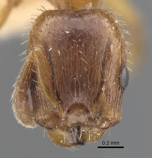 Harpagoxenus zaisanicus specimen CASENT0917214 image casent0917214_2