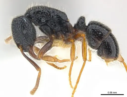 Holcoponera atrata specimen CASENT0179979 image casent0179979_5