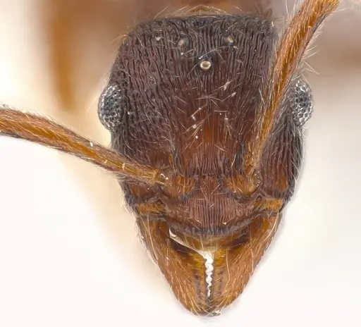 Holcoponera pittieri specimen CASENT0179991 image casent0179991_3