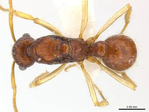 Holcoponera solomonensis specimen CASENT0179950 image casent0179950_1