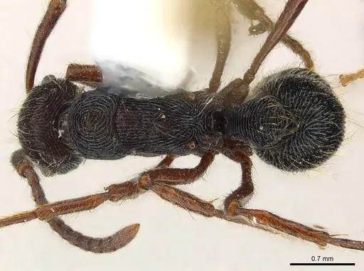 Holcoponera striatula specimen CASENT0179952 image casent0179952_1