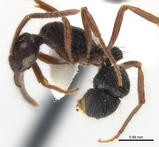 Holcoponera striatula specimen CASENT0179952 image casent0179952_4