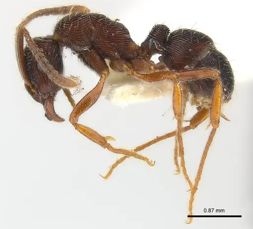 Holcoponera striatula specimen CASENT0179953 image casent0179953_3