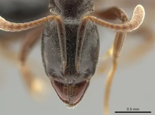 Hypoponera distinguenda specimen CASENT0649079 image casent0649079_2