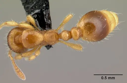Kempfidris inusualis specimen CASENT0217050 image casent0217050_1