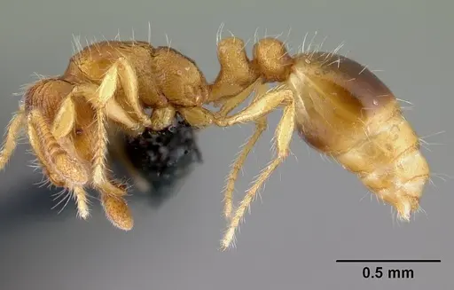 Kempfidris inusualis specimen CASENT0217050 image casent0217050_3