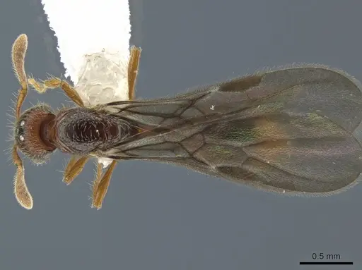 Kempfidris inusualis specimen CASENT0650475 image casent0650475_1