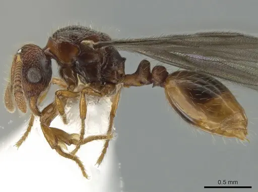Kempfidris inusualis specimen CASENT0650475 image casent0650475_3