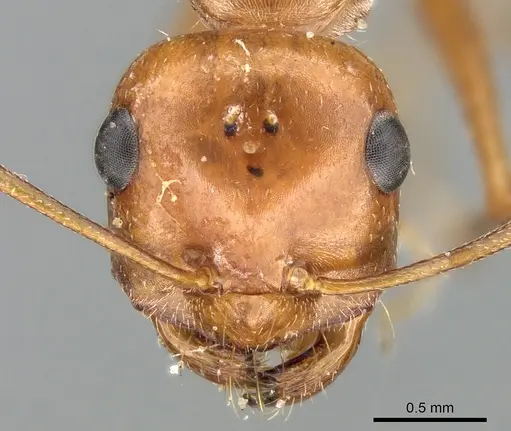 Lasius rabaudi specimen CASENT0906276 image casent0906276_2