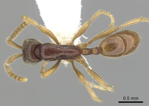 Leptanilloides nubecula specimen CASENT0249633 image casent0249633_1