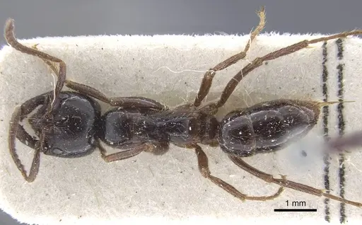 Leptogenys breviceps specimen CASENT0916833 image casent0916833_1