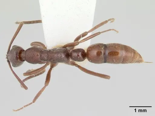 Leptogenys peninsularis specimen CASENT0178787 image casent0178787_1